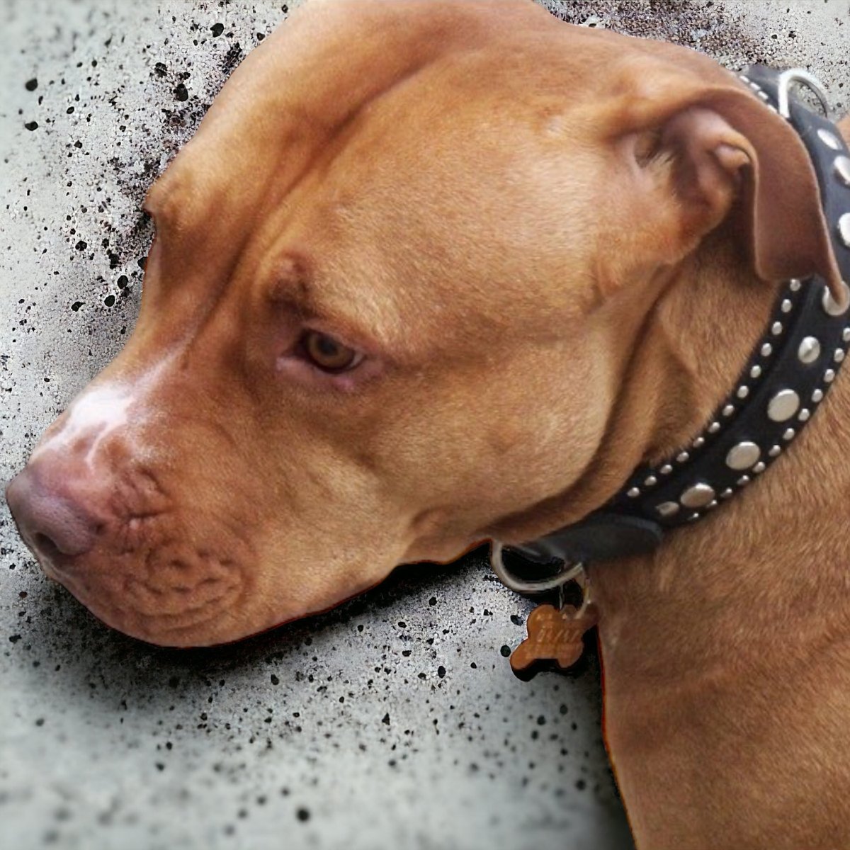 1.5" Havana Leather Dog Collar