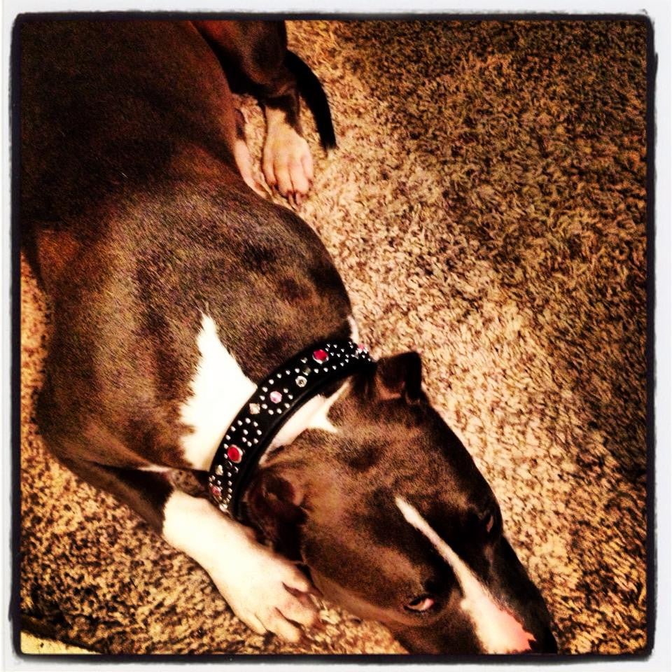 Stargazer Double Layer Dog Collar