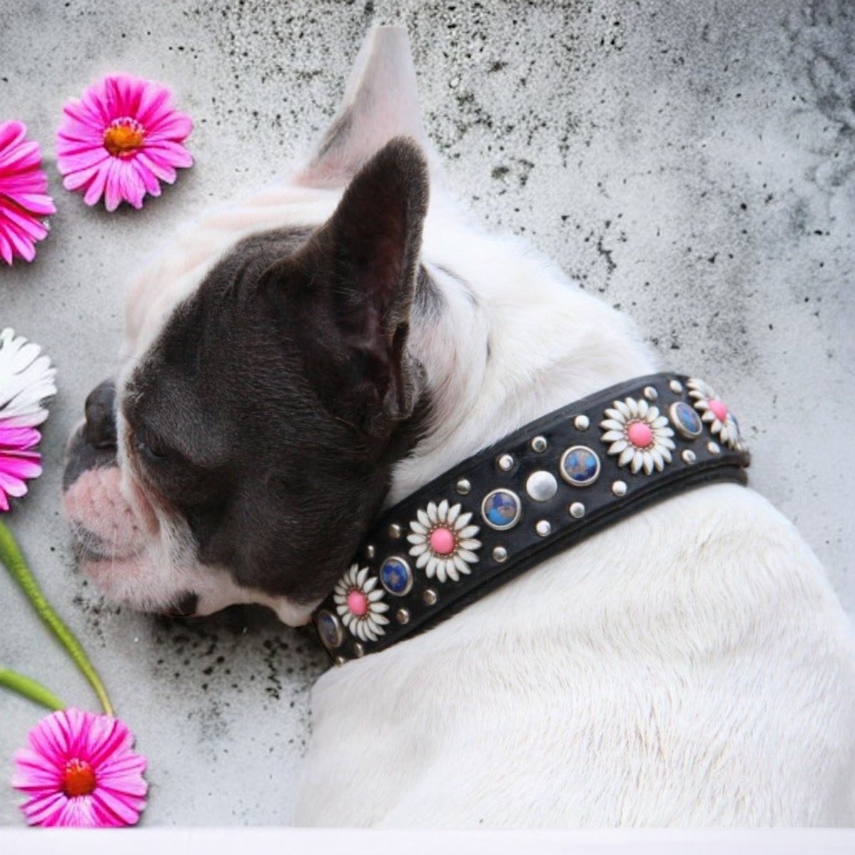 Kalina Leather Dog Collar SL