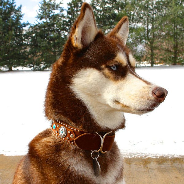 Custom Leather Dog Collar Bahia