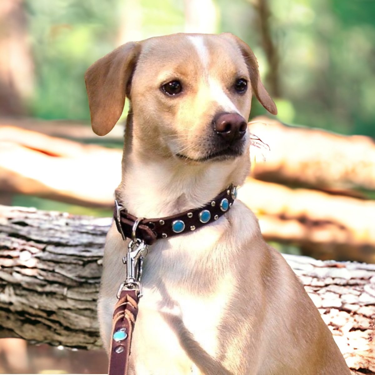Leather Dog Collar Zion