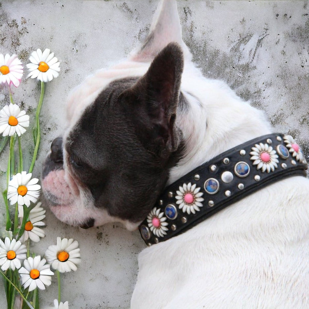 Leather Dog Collar Kalina