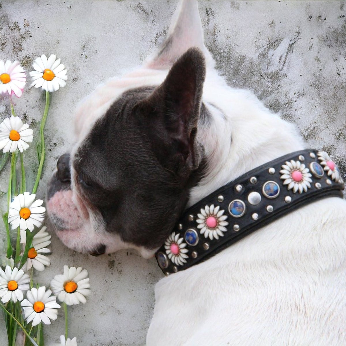 Leather Dog Collar Kalina