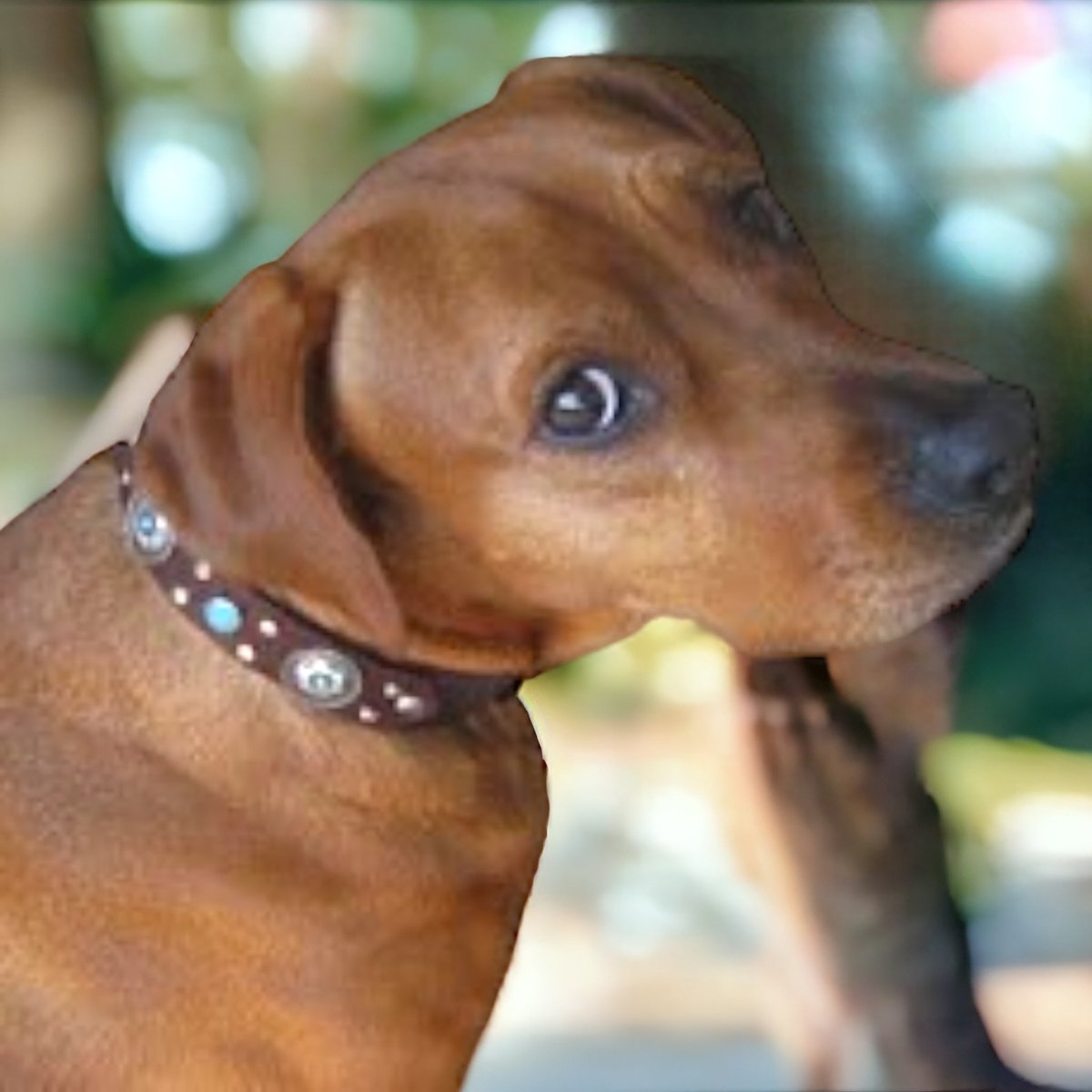 Mojave Leather Dog Collar