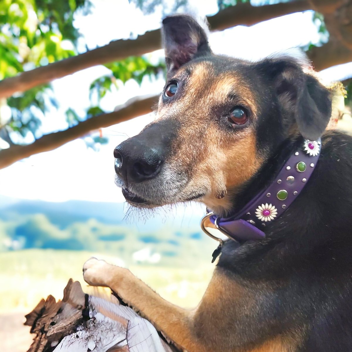 Purple Dog Collar Kalina