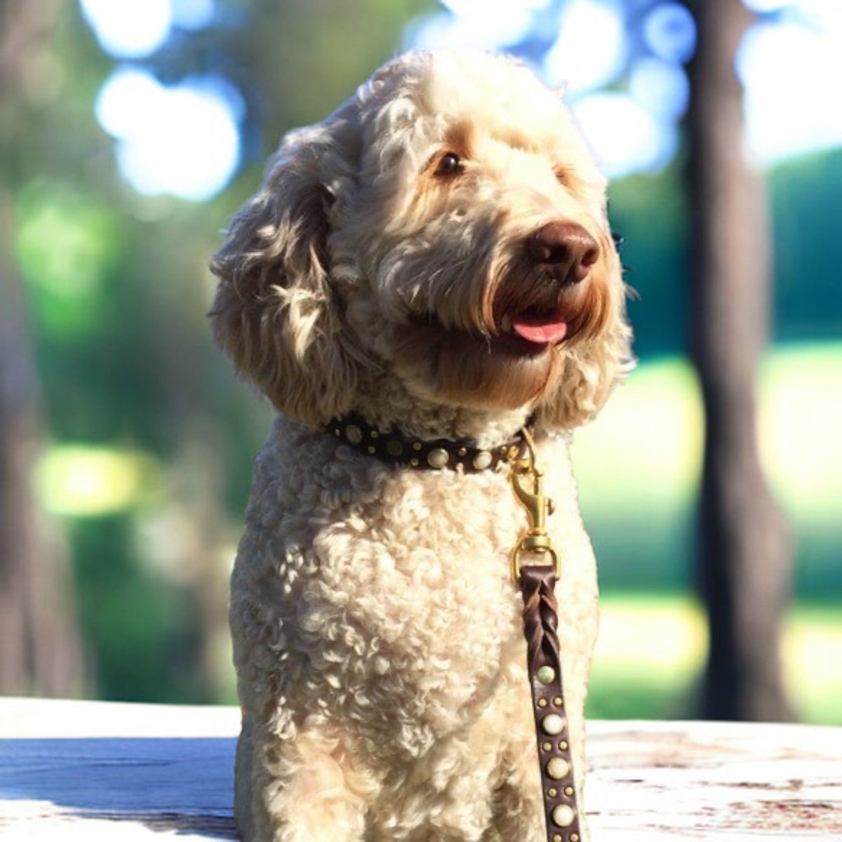 Leather Dog Collar Zion