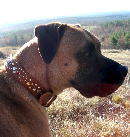Stargazer Double Layer Dog Collar