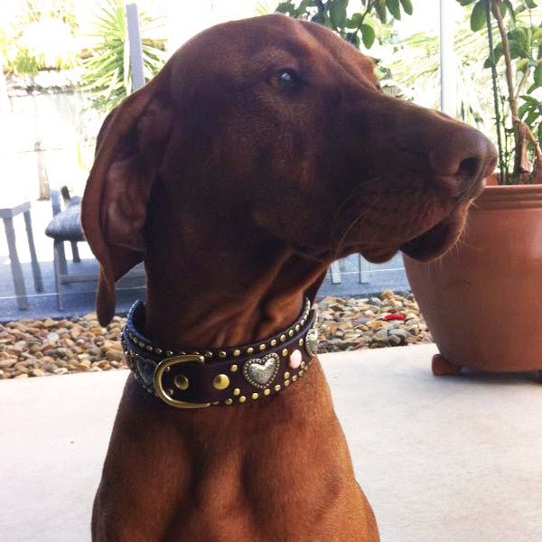 Custom Leather Dog Collar Humboldt