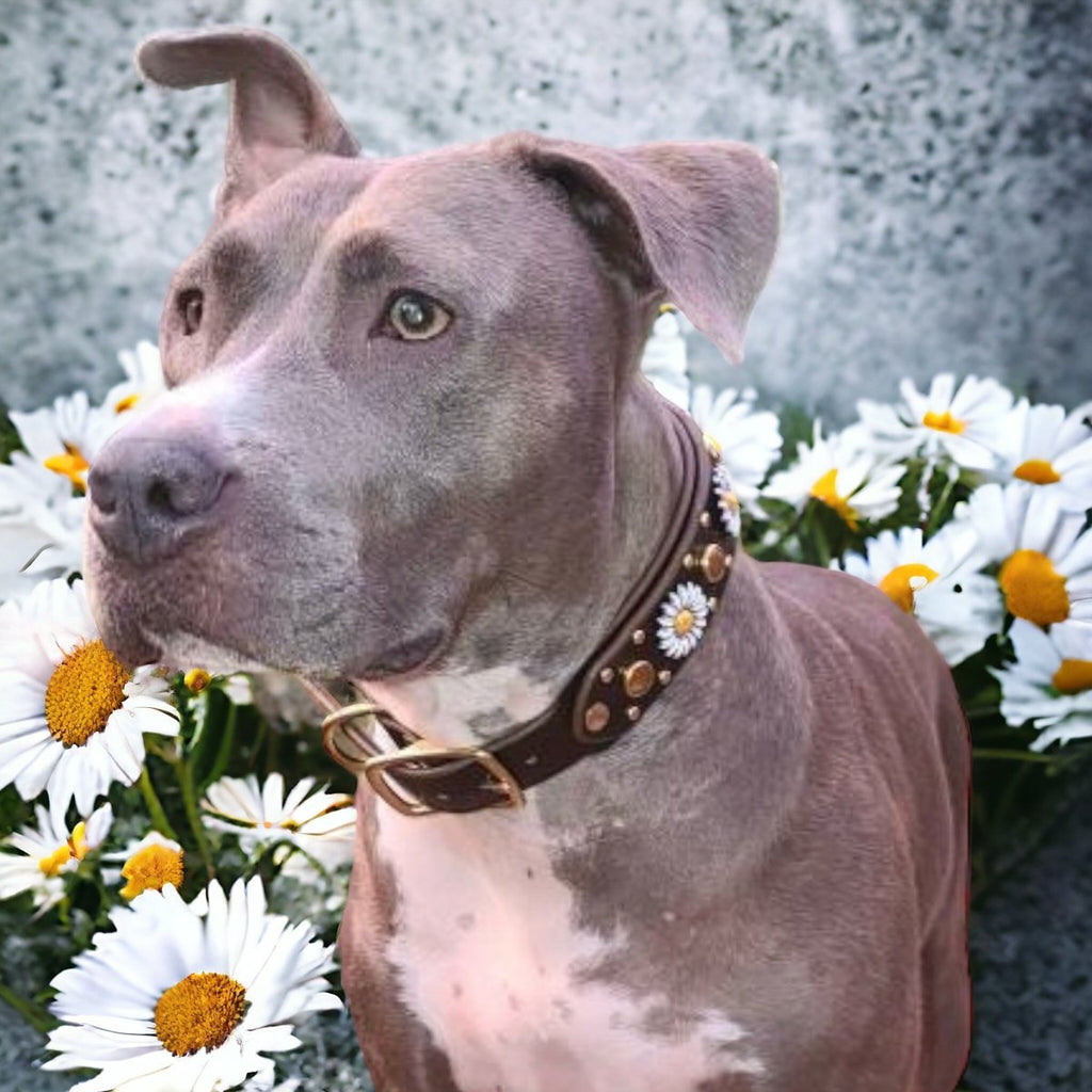 Leather Dog Collar Kalina