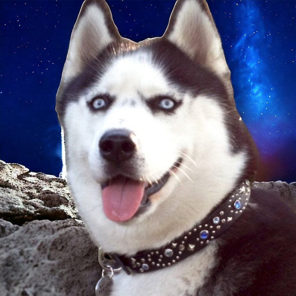 Stargazer Double Layer Dog Collar