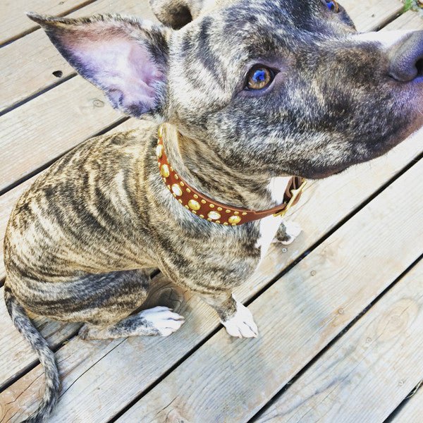 Targa Leather Dog Collar