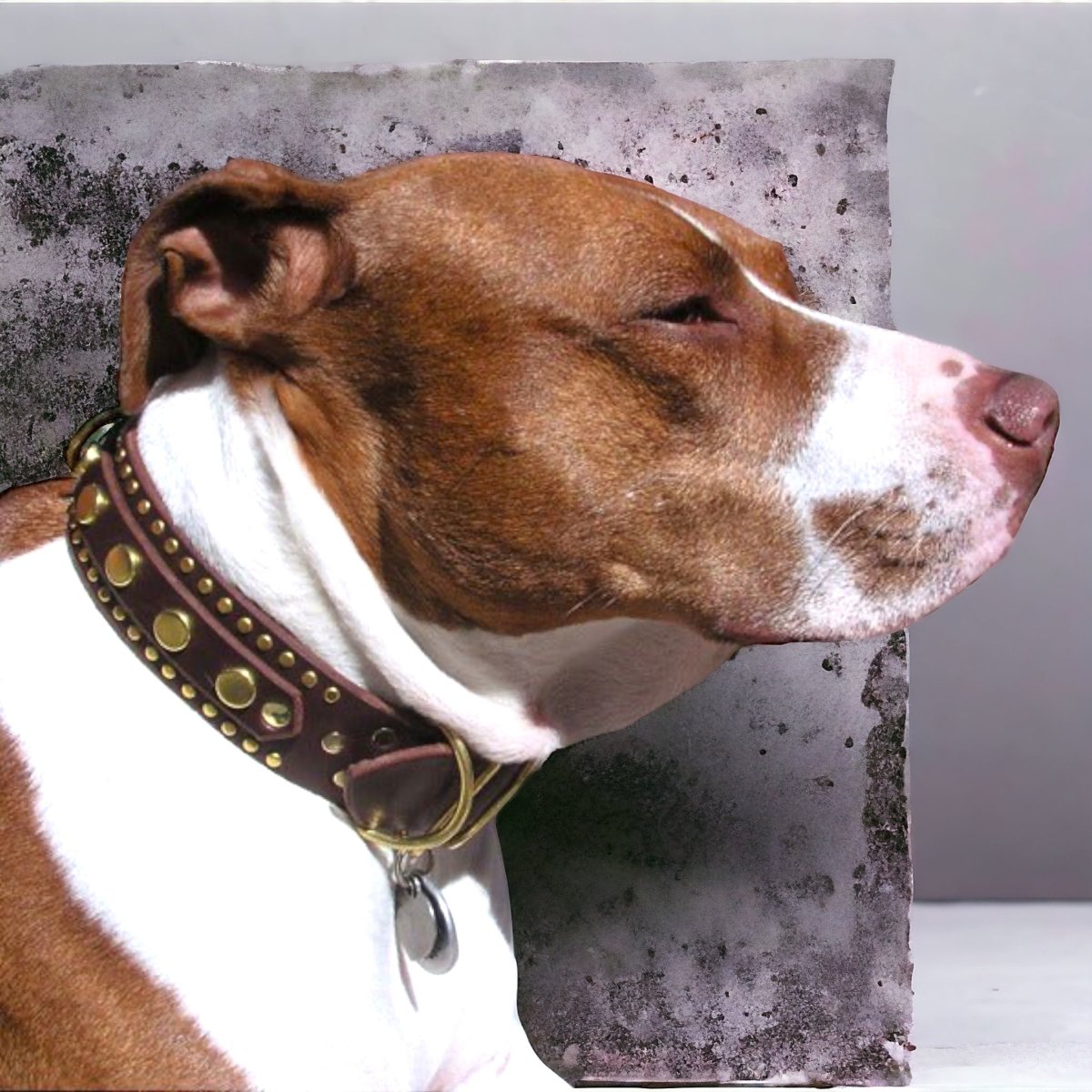 1.5" Havana Leather Dog Collar