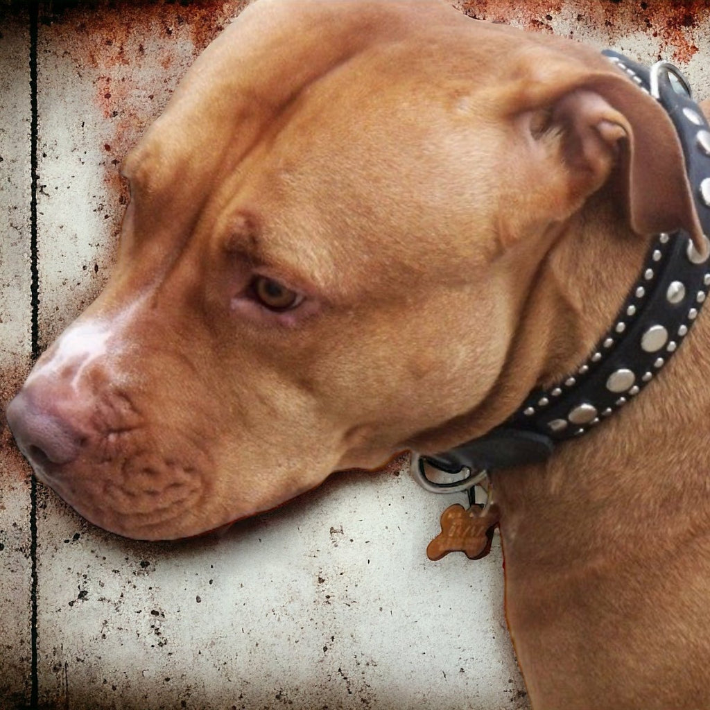 1.25" Havana Leather Dog Collar