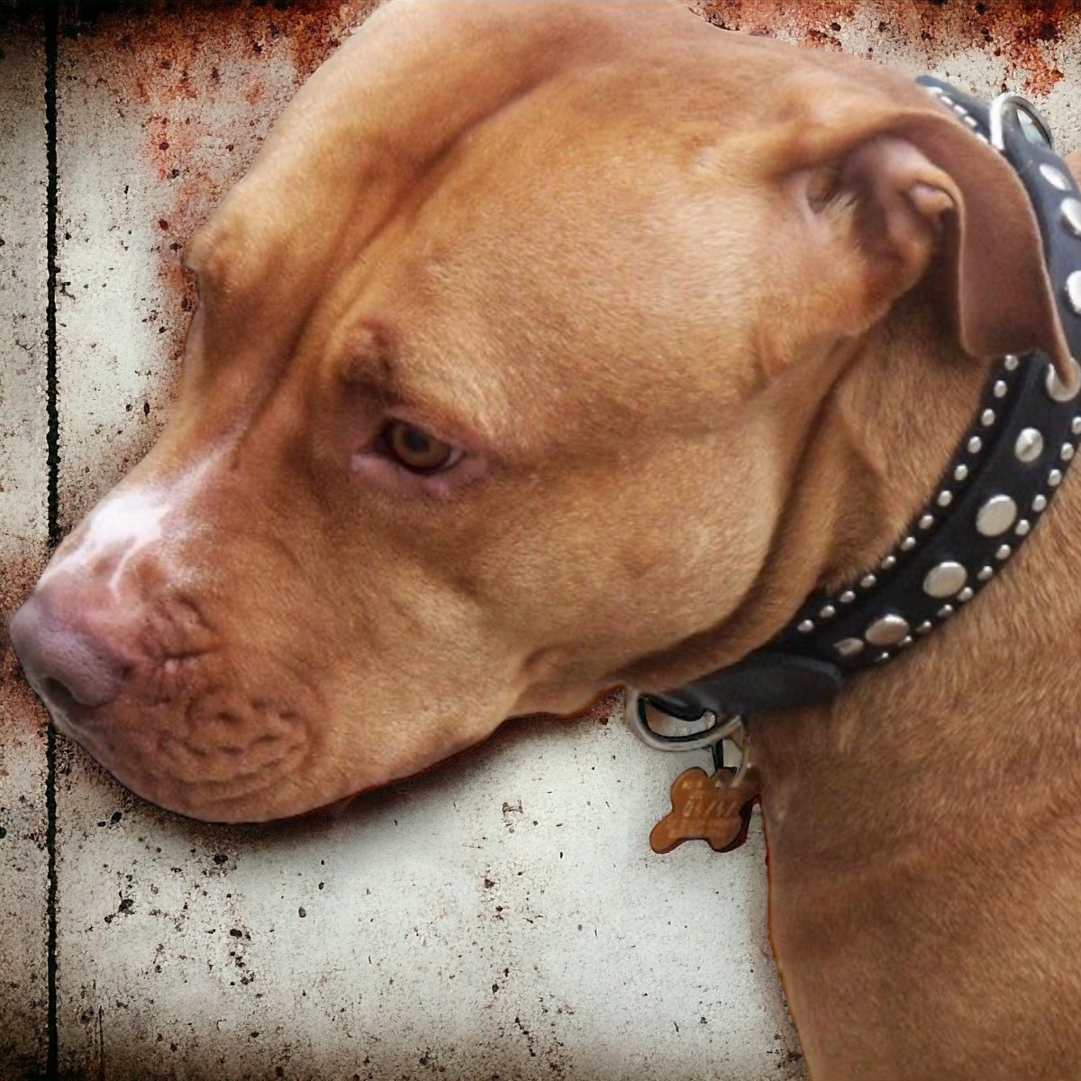 1.25" Havana Leather Dog Collar