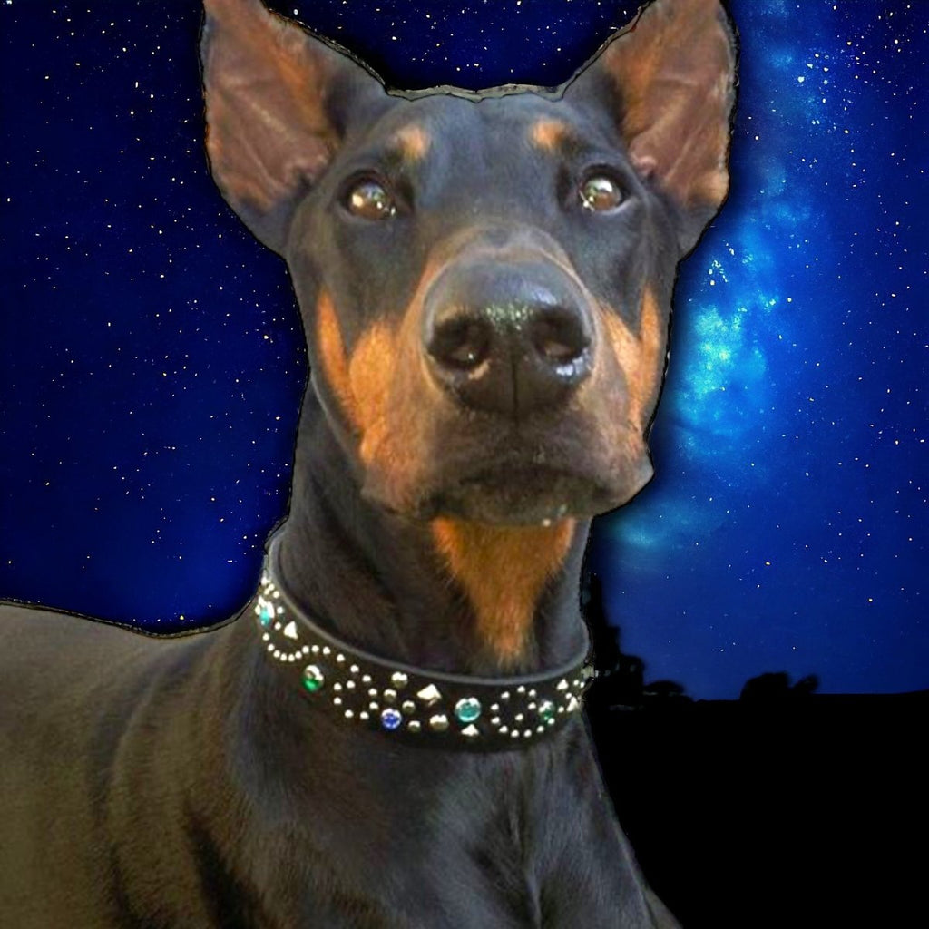 Stargazer SL Leather Dog Collar