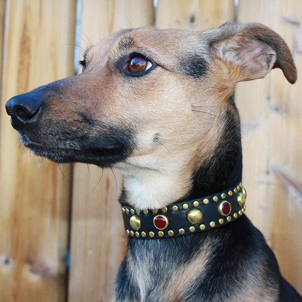 Targa Leather Dog Collar