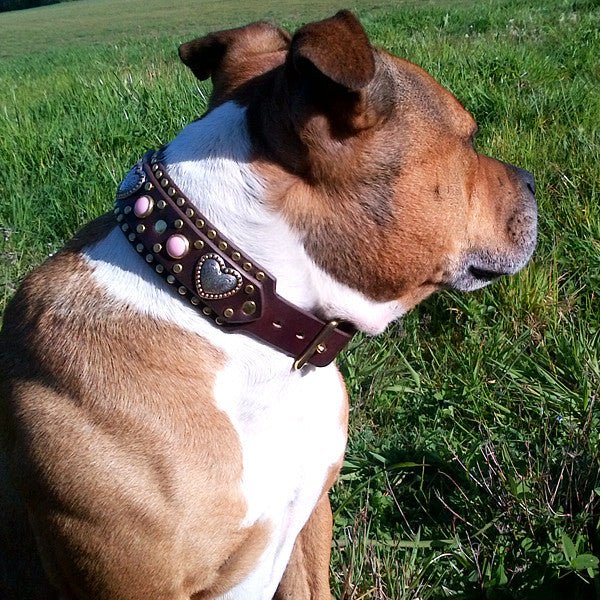 Custom Leather Dog Collar Humboldt