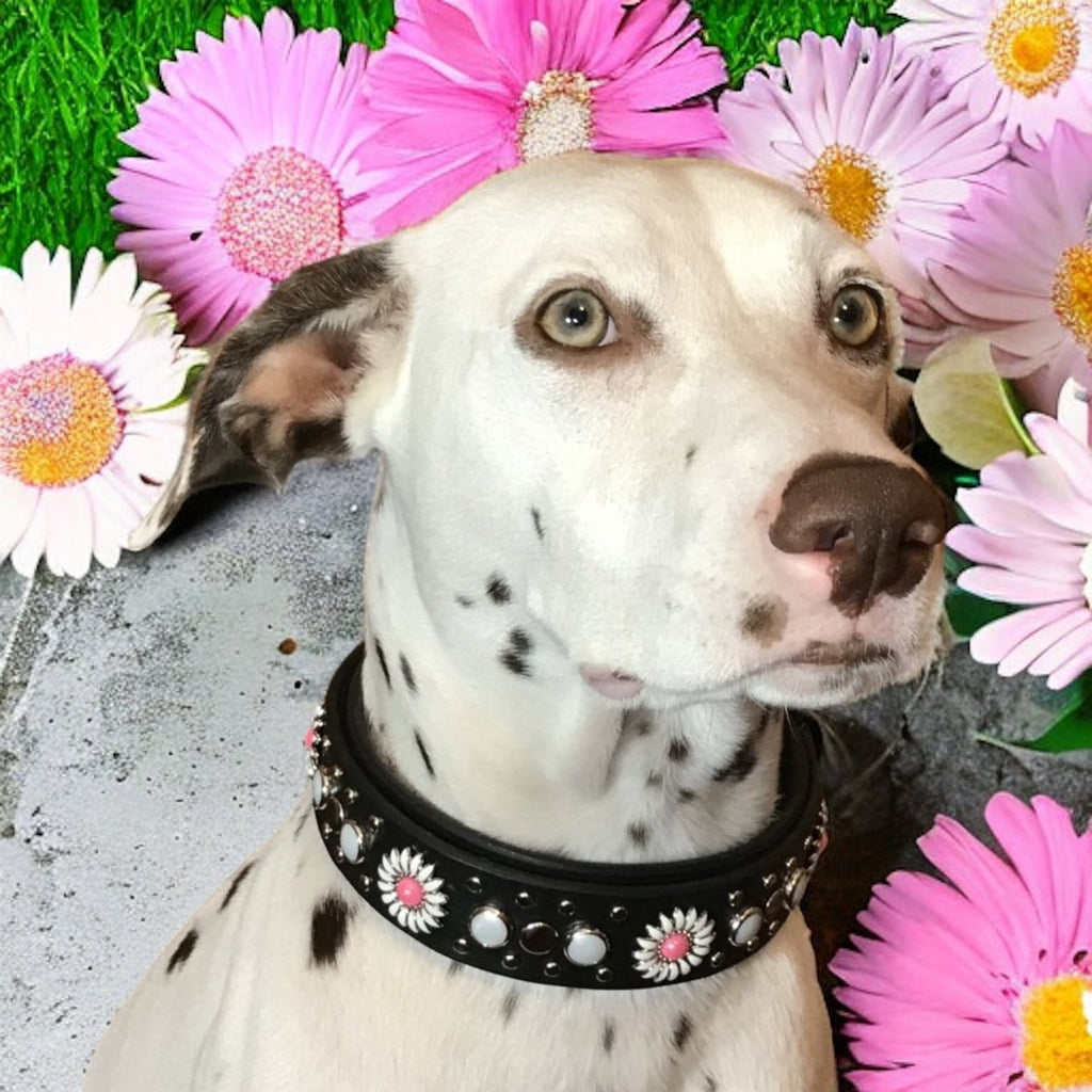 Leather Dog Collar Kalina
